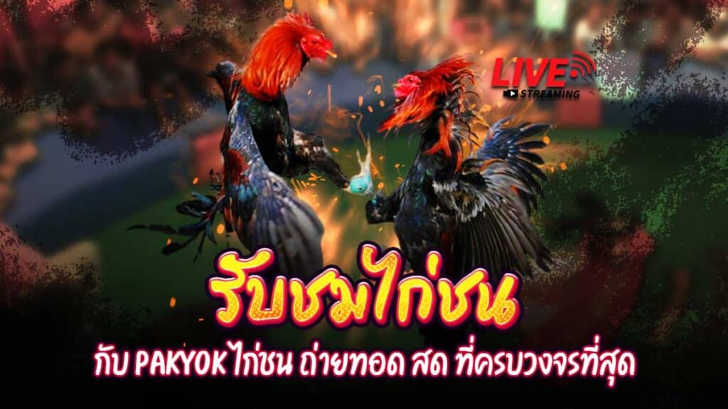 ไลฟ์สดไก่ชน